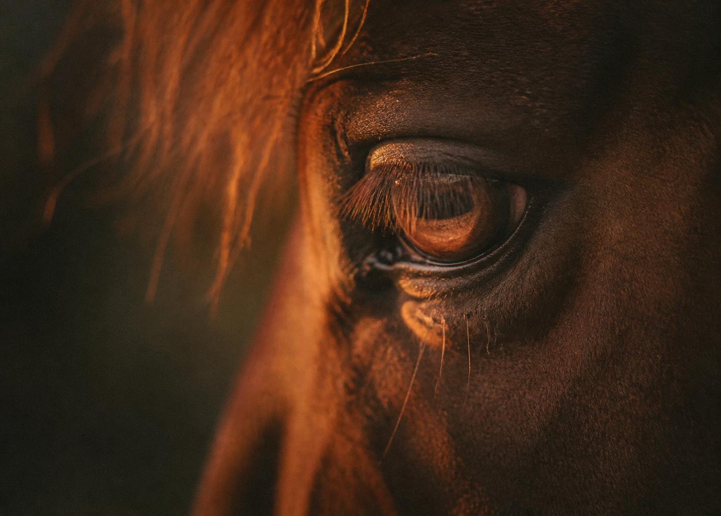 Close-up of a horse's eye in warm light
