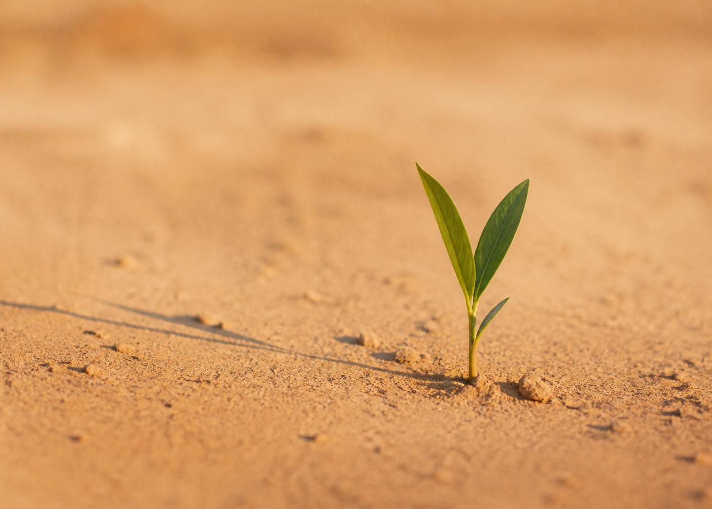 A young green shoot growing from warm sandy earth